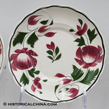 Set of 6 GORGEOUS Scalloped Rim Cups & Saucers "Early Adams Rose" Circa 1825 LAM-54