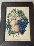 PB5 Original Currier & Ives Print “Peaches And Grapes - First Prize